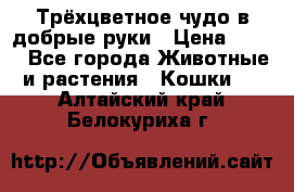 Трёхцветное чудо в добрые руки › Цена ­ 100 - Все города Животные и растения » Кошки   . Алтайский край,Белокуриха г.